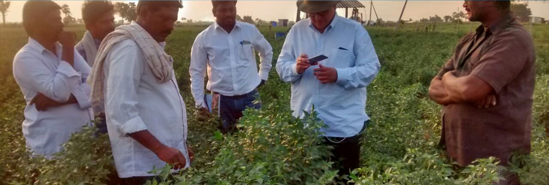 (5) Chilli Field with People - Guntur, India